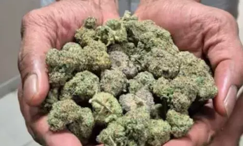 രഹസ്യ വിവരത്തിന്റെ അടിസ്ഥാനത്തിൽ വിമാനത്താവളത്തിൽ പരിശോധന; 17 ബാഗുകളിലായി കൊണ്ടുവന്ന 2.25 കോടിയുടെ കഞ്ചാവ് കസ്റ്റംസ് പിടിച്ചെടുത്തു; കോഴിക്കോട് സ്വദേശി പിടിയിൽ