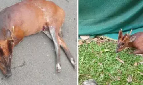 കണ്ണില്ലാ ക്രൂരത..; വാഹനമിടിച്ച് റോഡിൽ കിടന്നത് മണിക്കൂറുകളോളം; തിരിഞ്ഞുനോക്കാതെ വനംവകുപ്പ്; കനത്ത അനാസ്ഥ; ഒടുവിൽ കേഴമാന് ദാരുണാന്ത്യം