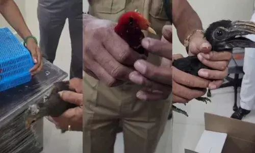 പെരുമാറ്റത്തിൽ സംശയം; കസ്റ്റംസ് ഉദ്യോഗസ്ഥർ ബാഗേജുകള്‍ പരിശോധിച്ചു; നെടുമ്പാശ്ശേരി വിമാനത്താവളത്തിൽ അപൂര്‍വയിനം പക്ഷികളുമായി രണ്ടു യുവാക്കള്‍ പിടിയിൽ