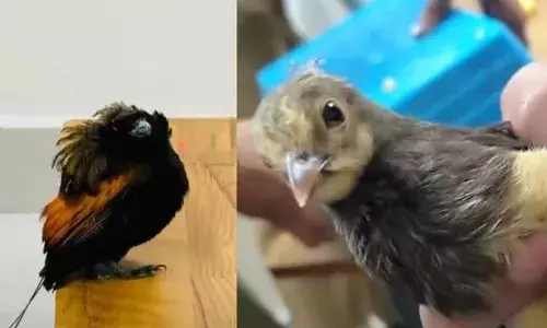 25,000 മുതല്‍ രണ്ടുലക്ഷം രൂപവരെ വില; നെടുമ്പാശ്ശേരിയില്‍ പക്ഷികളുമായി രണ്ട് പേര്‍ പിടിയില്‍: ഇവരുടെ കൈയില്‍ ഉണ്ടായിരുന്നത് 14 ഇനം അപൂര്‍വ ഇനം പക്ഷികള്‍