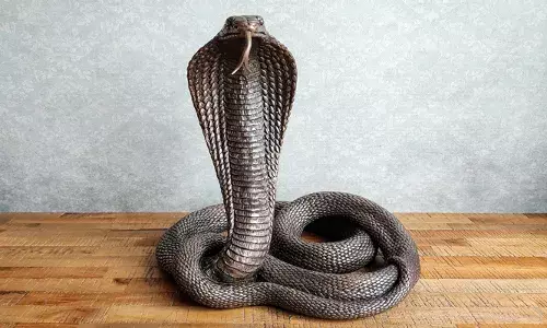 മുറിക്കുള്ളില്‍ പത്തിവിടര്‍ത്തി ചീറ്റി മൂര്‍ഖന്‍ പാമ്പ്; അമ്മയും മകനും രക്ഷപ്പെട്ടത് അത്ഭുതകരമായി