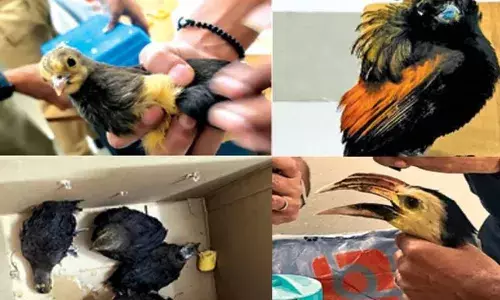 ബാഗേജില്‍ നിന്നും ചിറകടി ശബ്ദം; തുറന്ന് നോക്കിയപ്പോള്‍ വേഴാമ്പല്‍ അടക്കം അപൂര്‍വ്വ ഇനത്തില്‍പ്പെട്ട 14 പക്ഷികള്‍: തായ്‌ലന്‍ഡില്‍ നിന്നും പക്ഷികളെ കടത്തിക്കൊണ്ടു വന്ന അമ്മയും മകനും നെടുമ്പാശേരിയില്‍ പിടിയില്‍