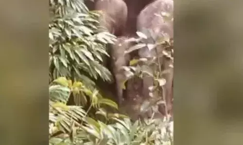 ചിന്നക്കനാലിൽ ഏലത്തോട്ടത്തിൽ ഭീതി പരത്തി കാട്ടാനക്കൂട്ടം; പേടിച്ചോടിയ തൊഴിലാളികൾ മരത്തിനു മുകളിൽ കയറി; രക്ഷപ്പെട്ടത് തലനാരിഴക്ക്