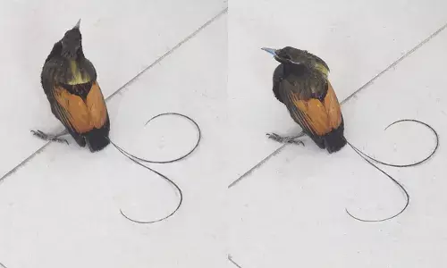 നെടുമ്പാശേരി വഴി അനധികൃതമായി കടത്താന്‍ ശ്രമിച്ച അപൂര്‍വ ഇനം പക്ഷികളെ തിരിച്ചയച്ചു; കടത്താന്‍ ശ്രമിച്ച രണ്ടുപേരെ 17 വരെ റിമാന്‍ഡ് ചെയ്തു