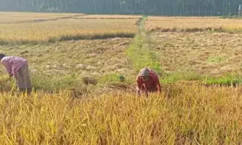 ശക്തമായ മഴയിൽ കുതിർന്ന് നെല്ല്; വെള്ളക്കെട്ടിൽ പാടങ്ങൾ മുങ്ങി; കൊയ്ത് കൂട്ടിയ നെല്‍കറ്റകളെല്ലാം നശിച്ചു; വയനാട്ടിലെ കർഷകർ ആശങ്കയിൽ