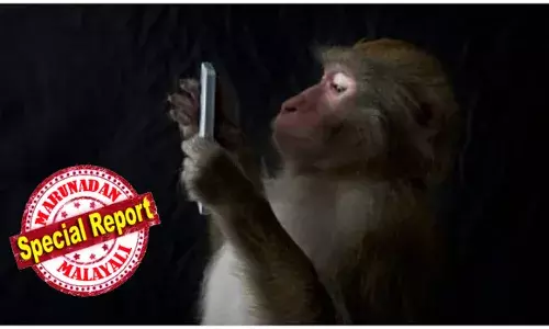 ജോലിത്തിരക്കിനിടയിൽ ഷീറ്റിന് മുകളിൽ ഫോൺ വെച്ചു; തക്കം നോക്കി പമ്മിയെത്തി കുരങ്ങച്ചൻ; ഞൊടിയിടയിൽ ഫോൺ തട്ടിയെടുത്ത് മരത്തിന് മുകളിൽ ചാടി കയറി; മക്കളെ..ഫോൺ താഴെയിടഡായെന്ന് അലറി വിളിച്ചിട്ടും മൈൻഡ് ഇല്ല; ഇടയ്ക്ക് കോൾ വന്നപ്പോൾ അറ്റൻ‍ഡ് ചെയ്ത് ചെവിയിൽ വെച്ച് വികൃതി; കണ്ടുനിന്നവരുടെ കിളി പോയി;പിന്നെ നടന്നത്!