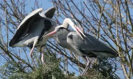 ദൂരങ്ങൾ താണ്ടിയെത്തുന്ന അതിഥികൾ..; പറവകൾക്ക് വന്നിറങ്ങാൻ കൂടുതൽ ഇഷ്ട്ടം ഗുജറാത്തിൽ; പറന്നെത്തിയത് 20 ലക്ഷം ദേശാടന പക്ഷികൾ; കണക്കുകൾ പുറത്ത്!