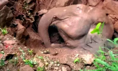 നാല് മണിക്കൂർ നീണ്ട രക്ഷാപ്രവർത്തനം വിഫലം; തൃശൂരിൽ സെപ്റ്റിക് ടാങ്കിൽ വീണ കാട്ടാന ചരിഞ്ഞു