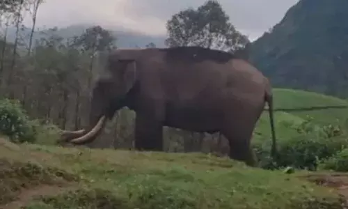 മൂന്നാറിലെ ജനവാസ മേഖലയിൽ വീണ്ടും പടയപ്പയിറങ്ങി; വ്യാപകമായി കൃഷി നശിപ്പിച്ചു; ആർ.ആർ ടി സംഘത്തിൻറെ സേവനം കാര്യക്ഷമമല്ലെന്ന് നാട്ടുകാർ