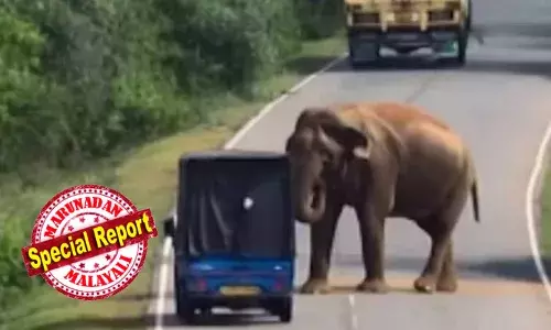 ഇട്സ് രാജാസ് വേൾഡ് വി ആർ ജസ്റ്റ് ലിവിങ് ഇറ്റ്..; നടുറോഡിൽ നിലയുറപ്പിച്ച് വാഹനങ്ങളെ കൈകാണിച്ചു നിർത്തുന്ന കാട്ടാന; തുമ്പികൈ നിറയെ പഴങ്ങളും തണ്ണിമത്തനും വച്ച് നൽകി യാത്രക്കാർ; സന്തോഷത്തോടെ വാങ്ങി കഴിച്ച് കുട്ടൻ; ടാക്സ് കളക്ടറായി ജോലി; നോക്കി നിന്ന് ആളുകൾ; ശ്രീലങ്കയിൽ നിന്നുള്ള വീഡിയോ വൈറൽ!