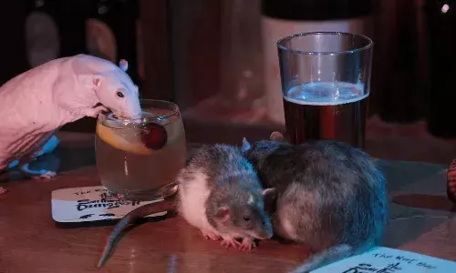 ജീവനുള്ള എലിയെ കണ്ടെത്തി-പ്ലാനോ റസ്റ്റോറന്റ് അടപ്പിച്ചു