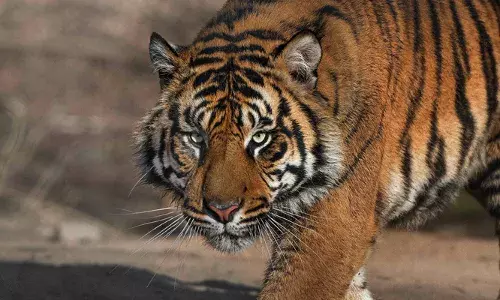 താമരശ്ശേരി ചുരത്തില്‍ കടുവയെ കണ്ടതായി  യാത്രക്കാര്‍; മേഖലയില്‍ വനംവകുപ്പെത്തി തിരച്ചില്‍ തുടങ്ങി