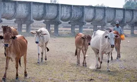 വായിൽ നിന്നും നുരയും പതയും വരുന്നത് ശ്രദ്ധിച്ചു; പിന്നാലെ രോഗലക്ഷണങ്ങൾ; ഗോശാലയിലെ 22 കന്നുകാലികൾ ചത്തു; വിഷം കലർത്തിയ കാലിത്തീറ്റ കഴിച്ചെന്ന് സംശയം