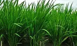 ഒരാള്‍ ഉയരത്തില്‍ വളരുന്ന പൊക്കാളി നെല്‍ച്ചെടിക്ക് അമ്‌ളത്തെയും ഉപ്പിനെയും വെള്ളക്കെട്ടിനെയും പ്രതിരോധിക്കാന്‍ കഴിവുള്ളവ; പൊക്കാളി നെല്‍ കൃഷി യന്ത്രവത്കരിക്കാന്‍ ശ്രമം തുടരുന്നു:ഡോ എ കെ ശ്രീലത