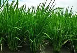 ഒരാള്‍ ഉയരത്തില്‍ വളരുന്ന പൊക്കാളി നെല്‍ച്ചെടിക്ക് അമ്‌ളത്തെയും ഉപ്പിനെയും വെള്ളക്കെട്ടിനെയും പ്രതിരോധിക്കാന്‍ കഴിവുള്ളവ; പൊക്കാളി നെല്‍ കൃഷി യന്ത്രവത്കരിക്കാന്‍ ശ്രമം തുടരുന്നു:ഡോ എ കെ ശ്രീലത