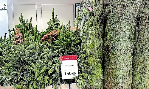 വിദേശ കാടുകളില്‍ നിന്ന് ഹെലികോപ്റ്ററുകള്‍ ഉപയോഗിച്ച് മുറിച്ചെടുക്കും, ഐസ് നിറച്ച കണ്ടെയ്‌നറുകളില്‍ സൂക്ഷിക്കുന്നത് ഒന്നരമാസം; പിന്നീട് നീണ്ട യാത്ര; ലളിതമായ പരിപാലനവും ഒരു മാസത്തോളം നിലനില്‍ക്കുന്നതും ഫിര്‍ മരങ്ങളുടെ പ്രത്യേകത; വിപണിയില്‍ ബജറ്റിനനുസരിച്ചുള്ള മരങ്ങളും സുലഭം; യുഎഇയിലെ ക്രിസ്മസ് ആഘോഷങ്ങള്‍ക്ക് ഹരിതശോഭ നല്‍കുന്ന ഫിര്‍ മരങ്ങള്‍