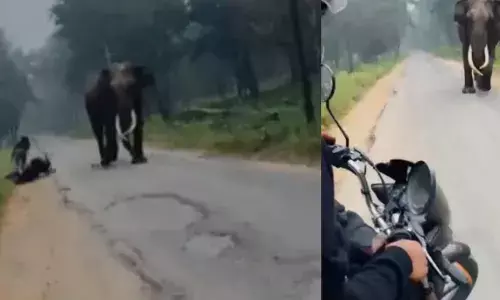 ബൈക്ക് മറിഞ്ഞ് വിദ്യാര്‍ത്ഥി വീണത് കൊമ്പന്റെ മുന്നില്‍; നിര്‍ത്താതെ ഹോണ്‍ അടിച്ച് ലോറി ഡ്രൈവര്‍;  വിദ്യാര്‍ഥി രക്ഷപ്പെട്ടത് തലനാരിഴയ്ക്ക്