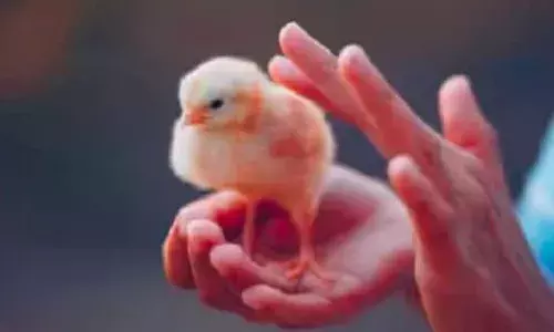 വിവാഹം കഴിഞ്ഞിട്ട് അഞ്ച് വര്‍ഷം; കുഞ്ഞുങ്ങളില്‍ ഇല്ലാത്തതിന് മന്ത്രവാദവും പൂജകളും; ഒടുവില്‍ മന്ത്രവാദിയുടെ വാക്ക് കേട്ട് വിഴുങ്ങിയത് ജീവനുള്ള കോഴിക്കുഞ്ഞിനെ; യുവാവിന് ദാരുണാന്ത്യം: പോസ്റ്റുമോര്‍ട്ടത്തില്‍ കണ്ടെത്തിയത് 20 സെന്റിമീറ്റര്‍ വലുപ്പമുള്ള കോഴിക്കുഞ്ഞിനെ