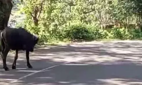 കെട്ടഴിച്ചു വിട്ട പോത്ത് നടുറോഡിലിറങ്ങി; യാത്രക്കാർ പരിഭ്രാന്തിയിൽ; പെട്ടെന്ന് ബ്രേക്കിട്ട കാറുകൾ കൂട്ടിയിടിച്ച് അപകടം; സംഭവം ആതിരപ്പിള്ളിയിൽ