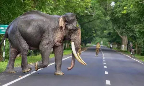 എട്ടു വര്‍ഷത്തിനിടെ വന്യജീവി ആക്രമണത്തില്‍ മരിച്ചത് 940 പേര്‍; 600 പേരും മരിച്ചത് പാമ്പു കടിയേറ്റ്