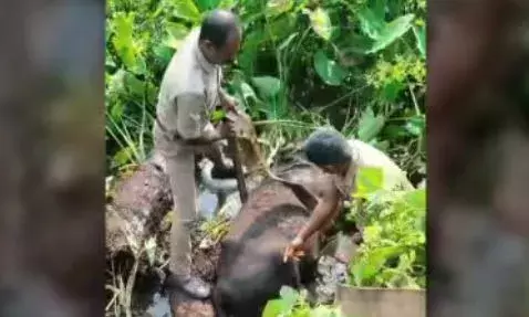 കഴുത്തിൽ കയർ കുരുങ്ങി ചിറയിലേക്ക് വീണ് പോത്തിന് ദാരുണാന്ത്യം; സങ്കടം സഹിക്കാൻ കഴിയാതെ ഉടമയും കുഴഞ്ഞുവീണ് മരിച്ചു; അതിദാരുണ സംഭവം പത്തനംതിട്ടയിൽ