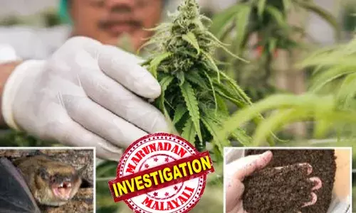 വീട്ടുവളപ്പില്‍ കഞ്ചാവ് കൃഷി; വളർത്തൽ ട്രിക്‌സൊക്കെ നെറ്റ് നോക്കി പഠിച്ചു; ഒടുവിൽ വളം നിർമിക്കാനായി കടന്നകൈ; കാഷ്ഠം ശേഖരിക്കുന്നതിനായി വവ്വാലുകളെ വാങ്ങി വളര്‍ത്തി; അടുക്കളയില്‍ സ്ഥിരമായി കാഷ്ഠിച്ചത് വിനയായി; പിന്നാലെ അണുബാധയേറ്റ് ദാരുണാന്ത്യം; നീലച്ചടയൻ കര്‍ഷകര്‍ക്ക് സംഭവിച്ചത്!