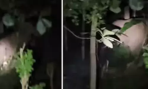 ഇരുട്ട് വീണാൽ ഇവിടെ വെളിച്ചം പോലുമില്ല; തെരുവുവിളക്കുകളും അണയും; കാട്ടാന പേടിയിൽ ഒരു പ്രദേശം; ഭീതിയിൽ നാട്ടുകാർ; ഉറക്കമില്ലാതെ മറ്റപ്പള്ളിക്കാർ!