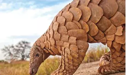 മുലപ്പാൽ വർധനവിന് ഉത്തമം; ക്യാൻസർ അടക്കമുള്ള രോഗങ്ങൾ പമ്പ കടക്കുമെന്ന് വിശ്വാസം; 2.179 ടൺ ഈനാംപേച്ചി ശല്ക്കങ്ങൾ പിടിച്ചെടുത്ത് നൈജീരിയൻ അധികൃതർ