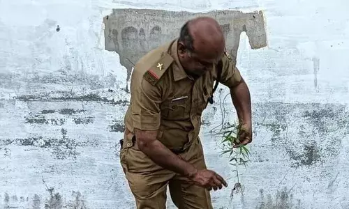 തുറവൂരില്‍ സ്വകാര്യ ബാങ്കിനു പിന്നിലെ ഒഴിഞ്ഞ പറമ്പില്‍ കഞ്ചാവു ചെടികള്‍ കണ്ടെത്തി; എക്സൈസ് അന്വേഷണം