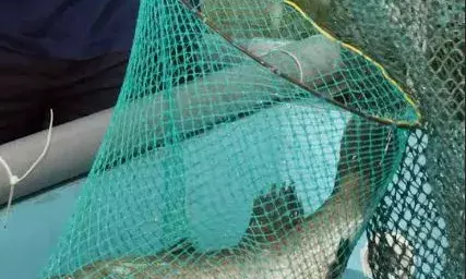 കൂടുകൃഷിയില്‍ വിളവെടുത്ത മീനുകള്‍ ജീവനോടെ സ്വന്തമാക്കാം; സിഎംഎഫ്ആര്‍ഐ യുടെ ത്രിദിന ലൈവ് ഫിഷ് വില്‍പന മേള ഞായറാഴ്ച