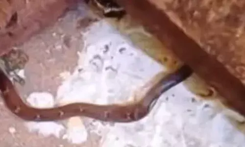 നെയ്യാറ്റിന്‍കര ചെങ്കല്ലില്‍ 7ാം ക്ലാസ് വിദ്യാര്‍ഥിനിക്ക് ക്ലാസ് മുറിയില്‍ വച്ച് പാമ്പുകടിയേറ്റു; കുട്ടി ജനറല്‍ ആശുപത്രിയില്‍ ചികിത്സയില്‍