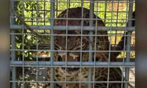 കലഞ്ഞൂരില്‍ ഇഞ്ചപ്പാറയില്‍ വനംവകുപ്പ് സ്ഥാപിച്ച കൂട്ടില്‍ പുലി കുടുങ്ങി; കൂട് സ്ഥാപിച്ചത് നാട്ടുകാരുടെ ആവശ്യത്തില്‍