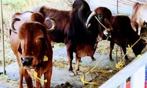 അതിരുകള്‍ ഭേദിക്കുന്ന ദേശീയ സംഗമം; അന്താരാഷ്ട്ര ലൈവ്‌സ്റ്റോക്ക് കോണ്‍ക്ലേവിന്റെ ഭാഗമായി ഒരുക്കിയ കന്നുകാലി പ്രദര്‍ശന സ്റ്റാള്‍ ശ്രദ്ധേയമാകുന്നു