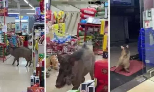 ഹൈപ്പർ മാർക്കറ്റിൽ ഇടിച്ചു കയറി കാട്ടുപന്നി; സാധനങ്ങൾക്കിടയിലൂടെ തലങ്ങും വിലങ്ങും പാഞ്ഞു; പിന്നാലെ പുറത്തേക്ക് ഓടി; സംഭവം കാസർകോഡ്