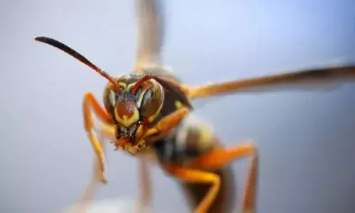 പരുന്ത് കൊത്തി മരത്തിലെ കൂട് ഇളകി; കടന്നൽ ആക്രമണത്തിൽ കുട്ടികളടക്കം 11 പേർക്ക് പരിക്ക്; സംഭവം മലപ്പുറത്ത്