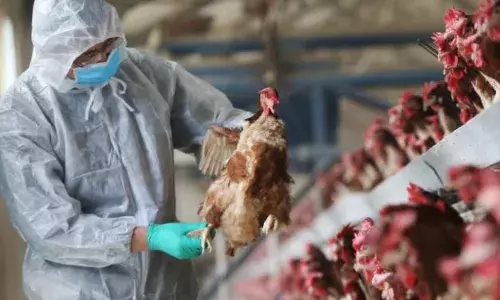 പക്ഷിപ്പനി വൈറസിന് ജനിതകമാറ്റം വന്നതായി കണ്ടെത്തൽ; വ്യാപന ശേഷി കൂടുതൽ; ശ്വാസനാളിയിൽ വേഗത്തില്‍ പ്രവേശിക്കാനും സാധ്യത; ആശങ്ക അറിയിച്ച് അധികൃതർ; അമേരിക്കയിൽ അതീവ ജാഗ്രത!