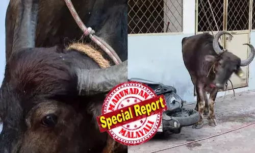 അറവുശാലക്ക് മുന്നിൽ എത്തിയപ്പോൾ വിറളിപൂണ്ടു; പിടിച്ചിട്ടും കൈയിൽ നിന്നില്ല; വിരണ്ടോടി എരുമ; കുതറിയോടി ആളുകൾ; നേരെ ഓടിക്കയറിയത് നഗരത്തിലെ ഹോട്ടലിൽ; കണ്ടുനിന്നവർ ഇറങ്ങിയോടി; നാശനഷ്ടം; കുതിച്ചെത്തി ഫയര്‍ഫോഴ്സും പോലീസും; പരിഭ്രാന്തിക്കൊടുവിൽ നടന്നത്!