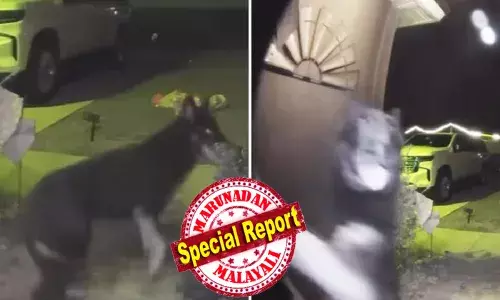 ഓമനിച്ചു വളർത്തിയ നായയെ കാണാതായി; തിരച്ചിൽ നടത്തിയിട്ടും രക്ഷയില്ല; കടുത്ത നിരാശയിൽ കുടുംബം; പിന്നാലെ ക്രിസ്മസ് രാവിലെ പരിപാടികൾക്കിടെ സർപ്രൈസ് എൻട്രി; പ്രതീക്ഷയുടെ ഡോർ ബെല്ലടി; തുറന്നപ്പോൾ കണ്ട കാഴ്ച ഞെട്ടിക്കുന്നത്; വീണ്ടുമൊരു ഒത്തുചേരലിൽ കുടുംബം; ഫ്ലോറിഡയിലെ വീട്ടിൽ നടന്നത്!