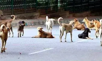 കിളിമാനൂരിലെ വിവിധ പ്രദേശങ്ങളിൽ പേപ്പട്ടി ആക്രമണം; നിരവധിപേർക്ക് കടിയേറ്റു; വിദ്യാർത്ഥിക്കടക്കം പരിക്ക്; നാട്ടുകാർ ഭീതിയിൽ