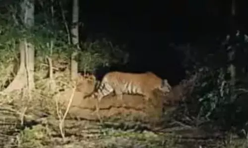 ഗ്രാമത്തിൽ ഭീതി വിതച്ച കടുവ ഒടുവിൽ കൂട്ടിലായി; മൂന്ന് തവണ വെടിയേറ്റിട്ടും വീഴാതെ നിന്നു; വലയിൽ കുടുങ്ങിയത് 21 ദിവസങ്ങൾക്ക് ശേഷം; നാട്ടുകാർക്ക് ഇനി ആശ്വാസം
