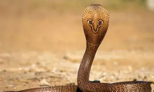 കാടുവെട്ടുന്നതിനിടെ പാമ്പ് കടിച്ചു; ചികിത്സയിലായിരുന്ന യുവാവിന് ദാരുണാന്ത്യം; സംഭവം കൊല്ലം അഞ്ചലിൽ