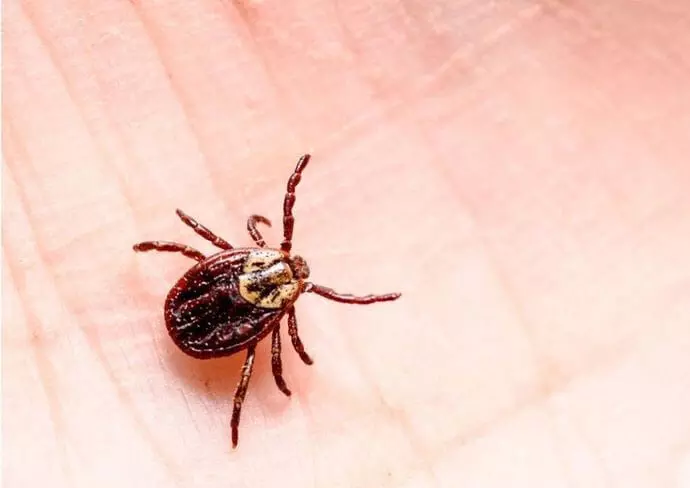 ബസ് യാത്രക്കിടെ മൂട്ട കടിച്ചു; യുവതിക്ക് 1.29 ലക്ഷം രൂപ നഷ്ടപരിഹാരം നല്കണമെന്ന് ഉപഭോക്തൃ തര്ക്ക പരിഹാര കോടതി; തുക നല്കേണ്ടത് ബസ് ഉടമയും റെഡ് ബസും ചേര്ന്ന് ബസ് യാത്രക്കിടെ മൂട്ട കടിച്ചു; യുവതിക്ക് 1.29 ലക്ഷം രൂപ നഷ്ടപരിഹാരം നല്കണമെന്ന് ഉപഭോക്തൃ തര്ക്ക പരിഹാര കോടതി; തുക നല്കേണ്ടത് ബസ് ഉടമയും റെഡ് ബസും ചേര്ന്ന്