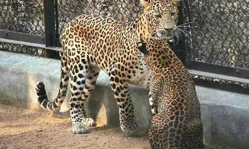 ഇന്ഫോസിസ് ക്യാമ്പസില് വീണ്ടും പുള്ളിപുലി; ജീവനക്കാര്ക്ക് വര്ക്ക് ഫ്രം ഹോം; ഹോസ്റ്റലിലെ ജീവനക്കാരോട് പുറത്തിറങ്ങരുതെന്നും നിര്ദ്ദേശം; പുലിയെ പിടികൂടാന് കൂടുകള് സ്ഥാപിച്ചു; നീക്കം നിരീക്ഷിക്കുന്നതിന് ഡ്രോണും; 50 അംഗ വനം വകുപ്പ് സംഘം സ്ഥലത്ത് ഇന്ഫോസിസ് ക്യാമ്പസില് വീണ്ടും പുള്ളിപുലി; ജീവനക്കാര്ക്ക് വര്ക്ക് ഫ്രം ഹോം; ഹോസ്റ്റലിലെ ജീവനക്കാരോട് പുറത്തിറങ്ങരുതെന്നും നിര്ദ്ദേശം; പുലിയെ പിടികൂടാന് കൂടുകള് സ്ഥാപിച്ചു; നീക്കം നിരീക്ഷിക്കുന്നതിന് ഡ്രോണും; 50 അംഗ വനം വകുപ്പ് സംഘം സ്ഥലത്ത്