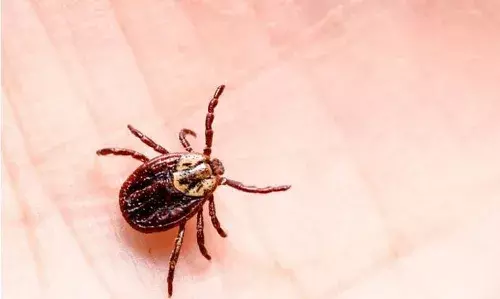 ബസ് യാത്രക്കിടെ മൂട്ട കടിച്ചു; യുവതിക്ക് 1.29 ലക്ഷം രൂപ നഷ്ടപരിഹാരം നല്‍കണമെന്ന് ഉപഭോക്തൃ തര്‍ക്ക പരിഹാര കോടതി; തുക നല്‍കേണ്ടത് ബസ് ഉടമയും റെഡ് ബസും ചേര്‍ന്ന്