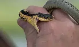 വീട്ടുമുറ്റത്ത് നിന്ന് പാമ്പ് കടിയേറ്റ് മൂന്നാഴ്ച ചികിത്സയില്‍; സ്ത്രീ മരിച്ചു