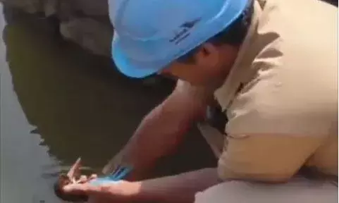 ഷോക്കേറ്റ് പിടഞ്ഞ് പൊന്മാൻ; സി.പി.ആറും വെള്ളവും നല്‍കി; കുഞ്ഞുജീവൻ തിരിച്ചുപിടിച്ചു; രക്ഷകരായത് കെ.എസ്.ഇ.ബി ജീവനക്കാര്‍; കൈയ്യടിച്ച് നാട്ടുകാർ!