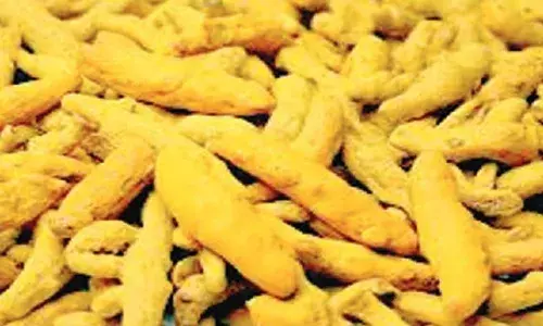 ഉത്പാദനം കുറഞ്ഞു; കിലോയ്ക്ക് 230 കടന്ന് മഞ്ഞള്‍ വില