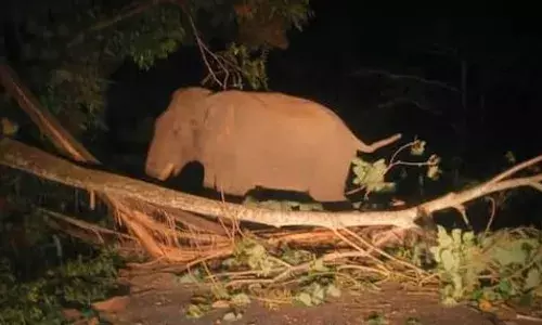 കബാലി വീണ്ടും റോഡിലിറങ്ങി; മണിക്കൂറുകളോളം റോഡില്‍ നിലയുറപ്പിച്ചു; ഗതാഗതം തടസ്സപ്പെട്ടു; ഒറ്റയാനെ മാറ്റിയത് ഏറെ നേരത്തെ ശ്രമത്തിനൊടുവിൽ