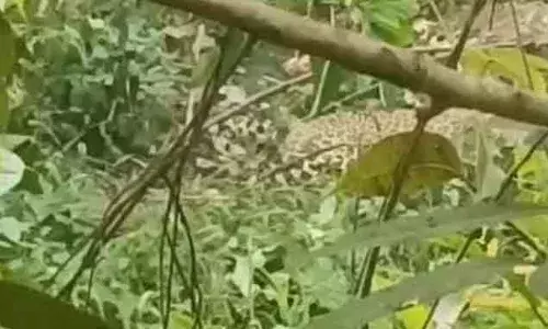 പന്നിക്കെണിയില്‍ നിന്നും രക്ഷപ്പെടാനായി കുതറി മാറാന്‍ ശ്രമിക്കുവെങ്കിലും ഏറെ നേരത്തെ പ്രയത്‌നത്തിനു ശേഷം പുലി അവശനായി; ഇരിട്ടി കാക്കയങ്ങാട് പുലി പന്നിക്കെണിയില്‍ കുടുങ്ങി