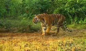 പുല്‍പ്പള്ളി അമരക്കുഴി കവലയ്ക്ക് സമീപം കടുവ; കടുവ കൊന്നത് അമരക്കുഴിയിലുള്ള പാപ്പച്ചന്റെ ആടിനെ; കടുവ തോട്ടത്തിലെന്ന് സംശയം; ജാഗ്രത ശക്തം